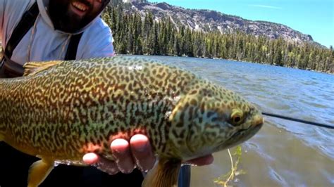 tiger trout arizona.